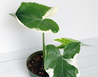 Alocasia Mickey Mouse 4.5” Pot