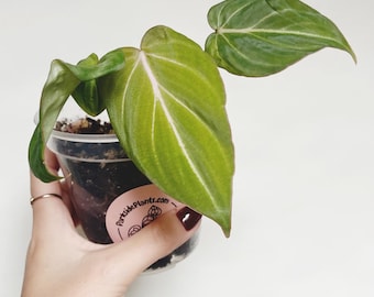 Philodendron Gloriosum X Philodendron Asplundii - Etsy