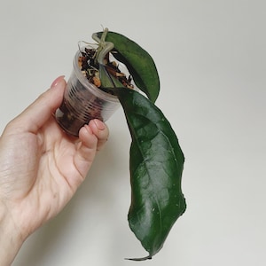 Hoya Clemensorium Dark NOID  - US seller, exact plant