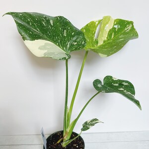 Monstera Thai Constellation Rare Aroid Plant 4.5 Pot image 3