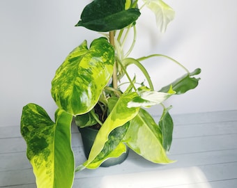 Philodendron Burle Marx Albo Variegated