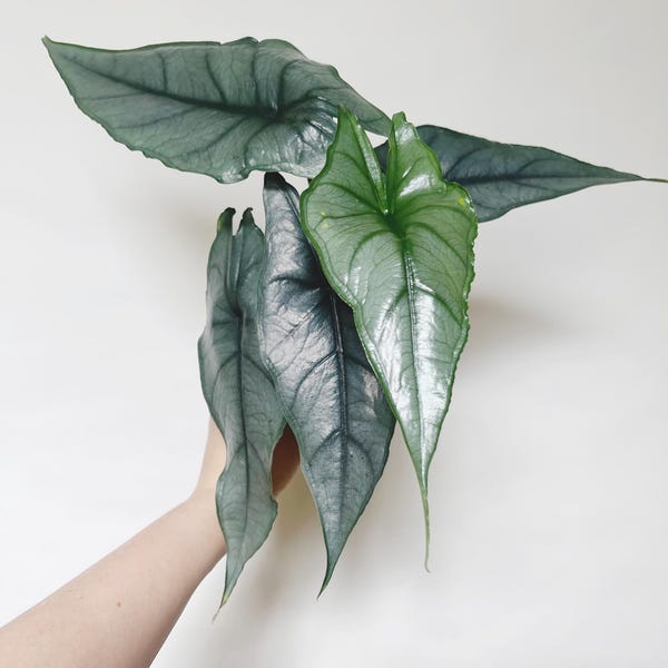 Alocasia Dragon Breath 4” Pot Rare Live Plant
