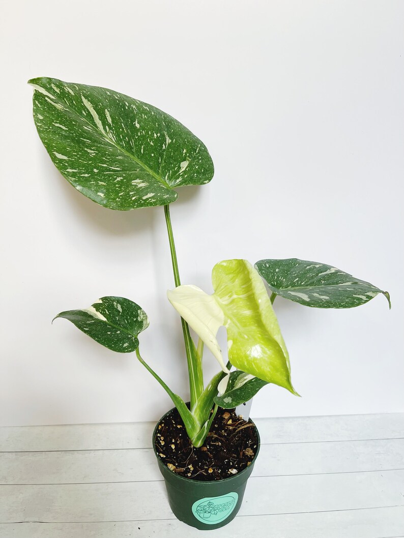 Monstera Thai Constellation Rare Aroid Plant 4.5 Pot image 10