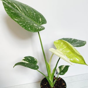 Monstera Thai Constellation Rare Aroid Plant 4.5 Pot image 8