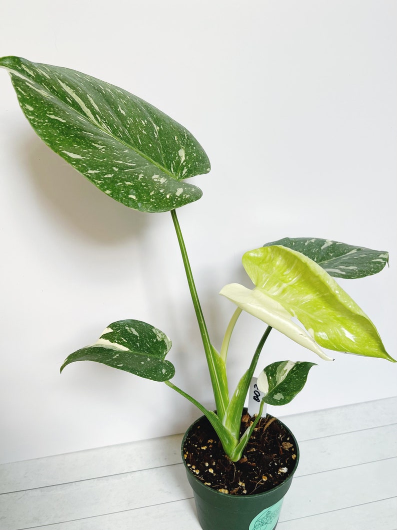 Monstera Thai Constellation Rare Aroid Plant 4.5 Pot image 8