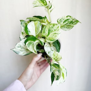 Manjula Pothos Epipremnum Aureum 4" Pot