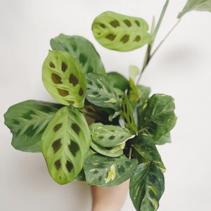 Variegated Prayer Plant Maranta Leuconeura Rare Plant 4” Pot