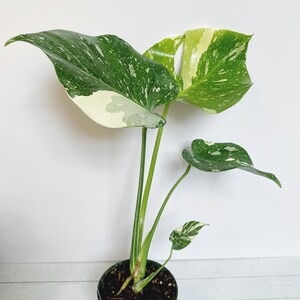 Monstera Thai Constellation Rare Aroid Plant 4.5 Pot image 2