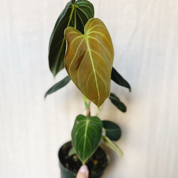 Philodendron Melanochrysum Rare Plant 4” Pot