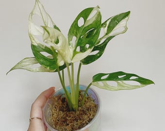 Monstera Adansonii Albo Live Plant US Seller High Variegation