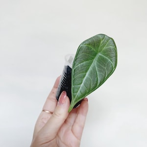 Alocasia Maharani Starter Plant