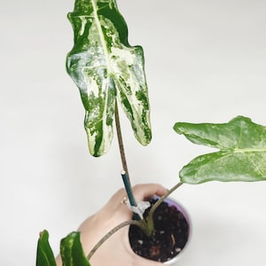 Variegated Alocasia Sarian - Etsy