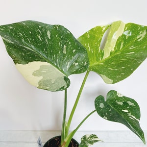 Monstera Thai Constellation Rare Aroid Plant 4.5 Pot image 5