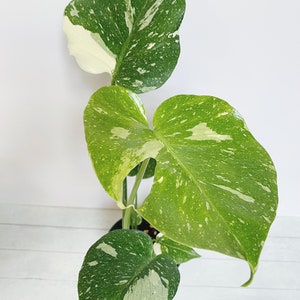 Monstera Thai Constellation Rare Aroid Plant 4.5 Pot image 4