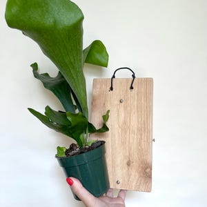 May include: A staghorn fern in a dark green pot, mounted on a light-colored wooden plaque. The fern has large, vibrant green fronds. The plaque has a black cord for hanging.