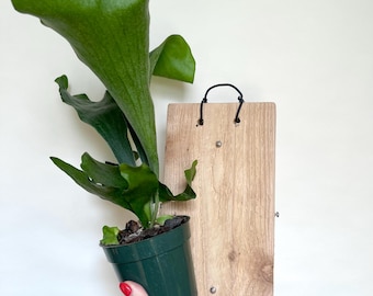 Staghorn Fern Mounting Kit: Board and Moss