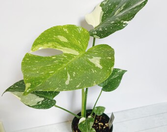 Monstera Thai Constellation Rare Aroid Plant 4.5" Pot