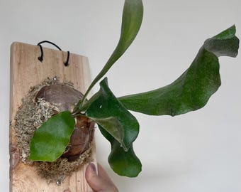 Staghorn Fern Mounted on Cedar Board Live Plant, Handmade, Platycerium