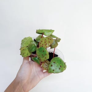 Begonia Melanobullata Rare Terrarium Plant