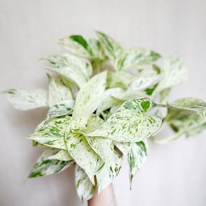 Snow Queen Pothos Epipremnum Rare Plant 4” Pot