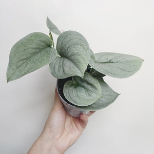 NEW UNIQUE Cultivar Scindapsus Sooo Silver Rare Plant 3” Pot