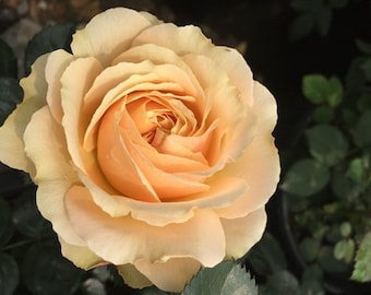 May include: A single, fully bloomed rose with soft, pale peach-colored petals arranged in a dense, swirling pattern. The flower features a darker, more saturated apricot center that gradually lightens toward the outer, ruffled edges of the petals.