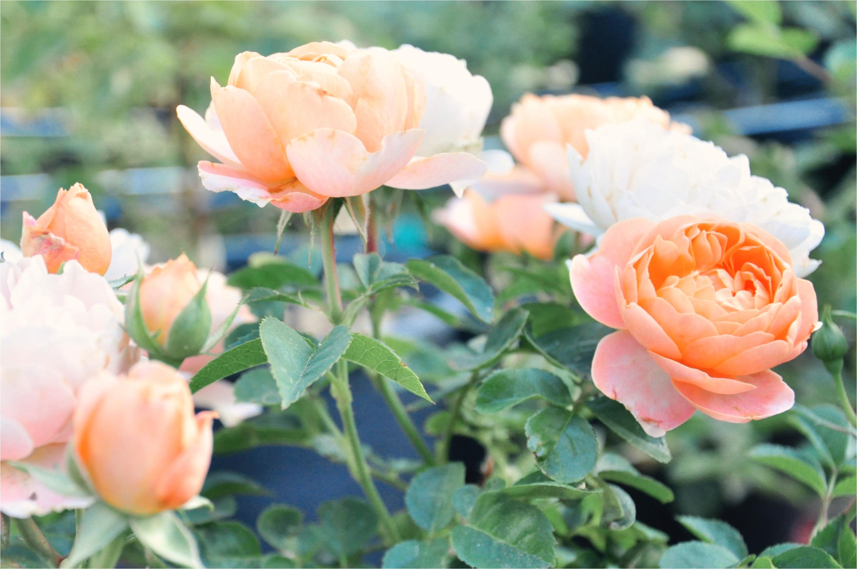 Juicy Terrazza -netherlands De Ruiter-liveplantrose - Etsy