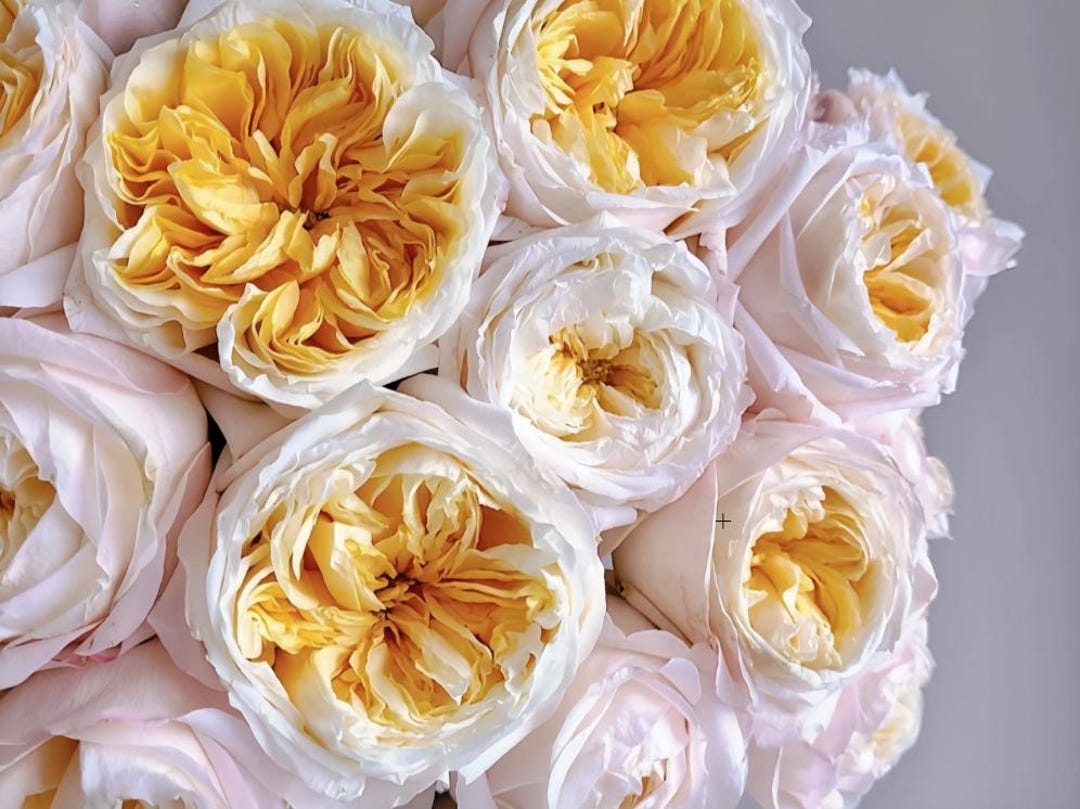 Victoria Peach - Netherlands VIP - Etsy