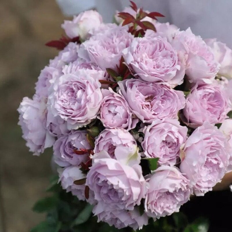 Lilac Rose - Etsy