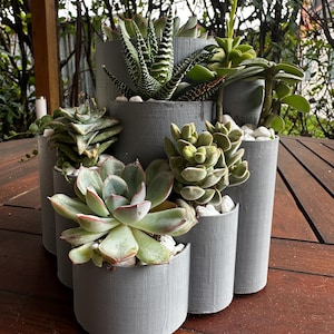Pot for succulents