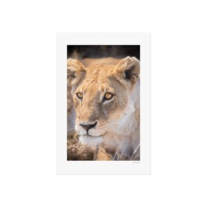 Nala Fine Art Posters | Lioness Wildlife Print | African Safari Animal Wall Art | Nature Photography Poster | Big Cat Jungle Decor