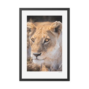 Nala Framed Poster | Lioness Wildlife Wall Art | Safari Animal Photography Print | Big Cat Portrait Decor | African Nature Fine Art