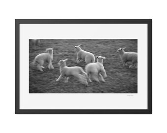 Lamb Photo Print: Black and White Animal Photography, Framed Art