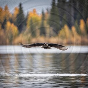 Pack 3 images, oiseau en vol au dessus de l'eau - Image photo téléchargement numérique fond d'écran nature animalier paysage animal sauvage