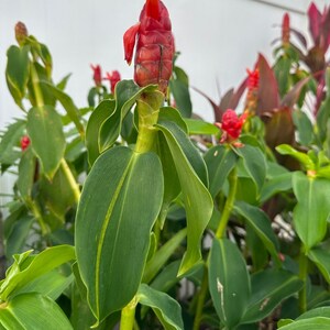Red Button Ginger Lily