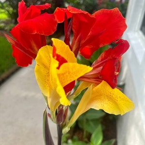 Canna Lily (Cleopatra)
