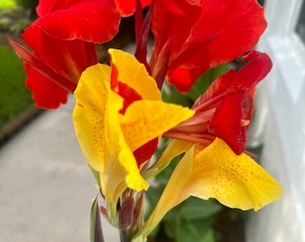 May include: Close-up of a vibrant red and yellow canna lily flower. The flower has multiple petals with a yellow center and red edges. The flower is in bloom and has a green stem.