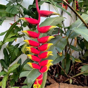 Heliconia Lobster Claw Rhizome