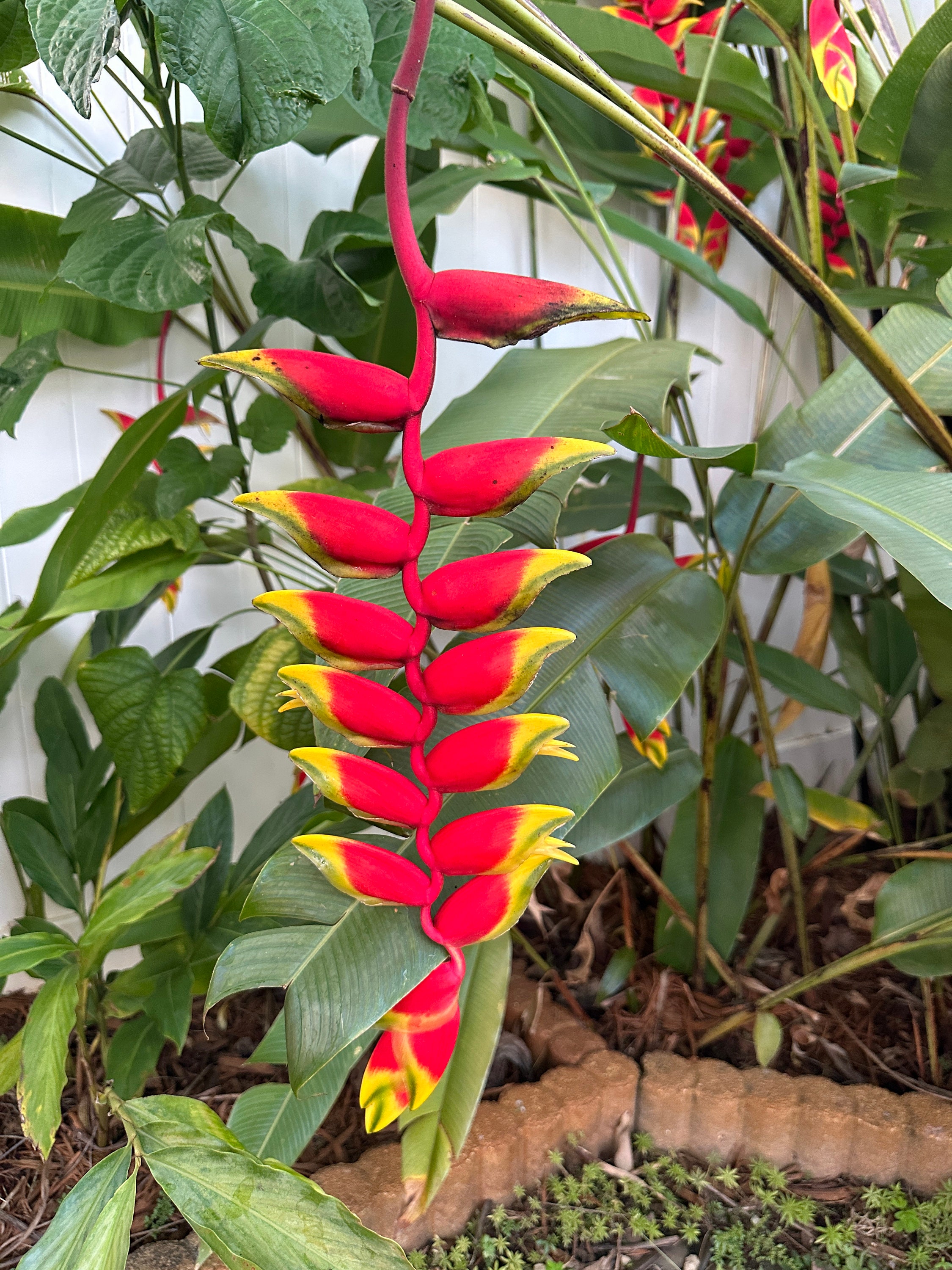 Heliconia Lobster Claw Rhizome Etsy