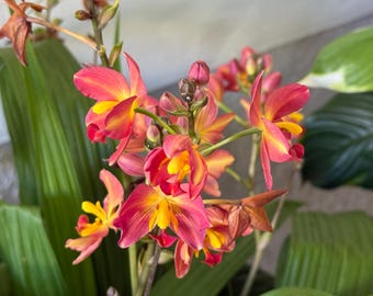 Ground Orchid - Spathoglottis Plicata, “Tropical Peach” - Red/Magenta with Yellow Accents