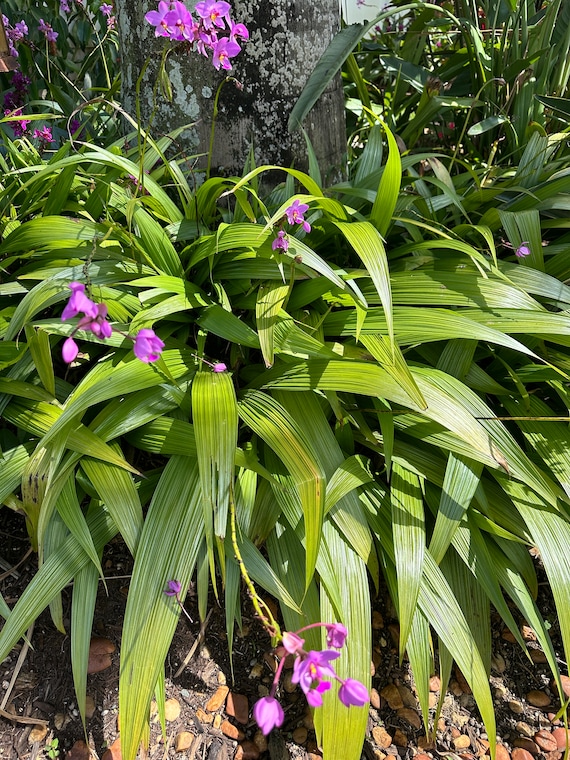 Ground Orchid - Spathoglottis Plicata (Lavender)