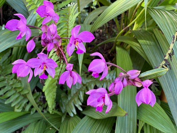 Ground Orchid - Spathoglottis Plicata (Lavender)