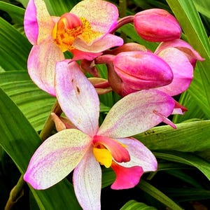 Ground Orchid - Spathoglottis Plicata (Purple Passion)