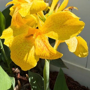 Canna Lily (Cannova Yellow)
