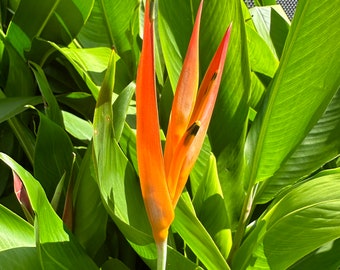 Heliconia Psittacorum Rhizome (Parakeet Flower)