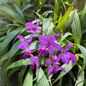 May include: A cluster of vibrant purple orchids bloom amongst lush green foliage. The orchids have delicate petals and a vibrant purple hue.