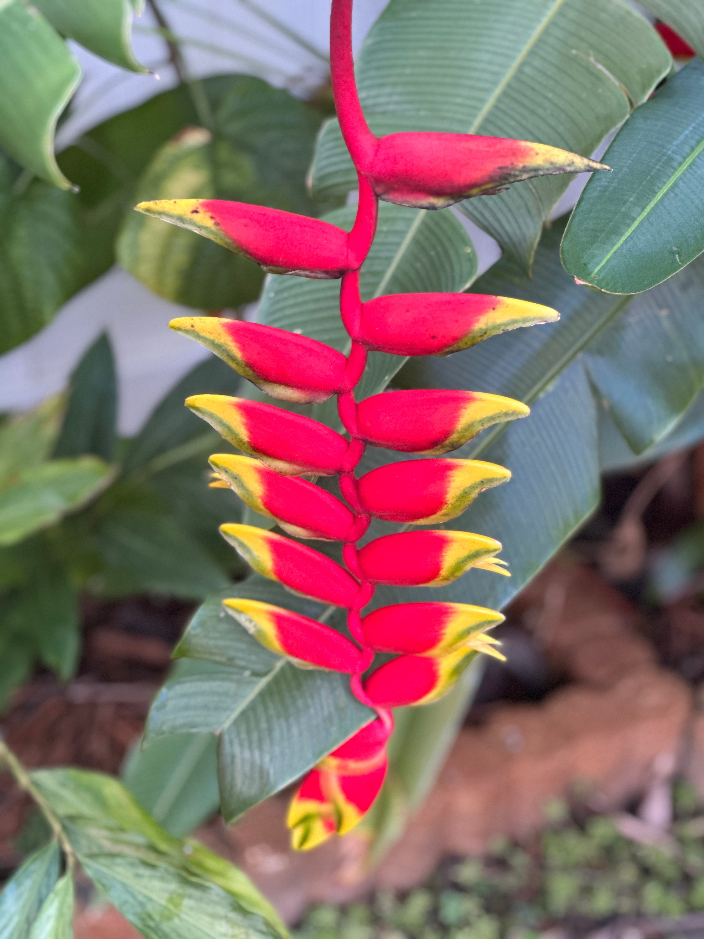 heliconia-lobster-claw-rhizome-etsy