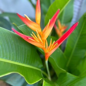 Heliconia Psittacorum Marginata Rhizome