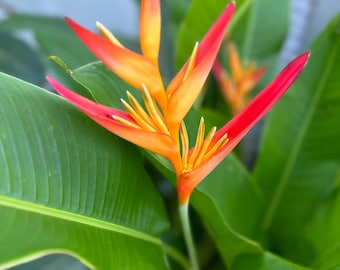 Heliconia Psittacorum Marginata