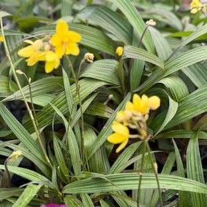 May include: Close-up of a Spathoglottis orchid plant with vibrant yellow flowers and long, striped green leaves. The flowers are in various stages of bloom, with some buds still closed. The plant is in a pot.